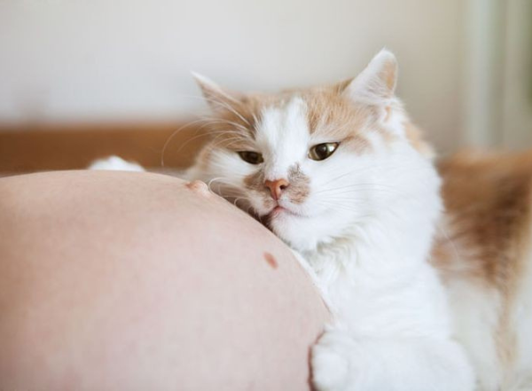  La ronronthérapie, la magie des animaux pendant la grossesse